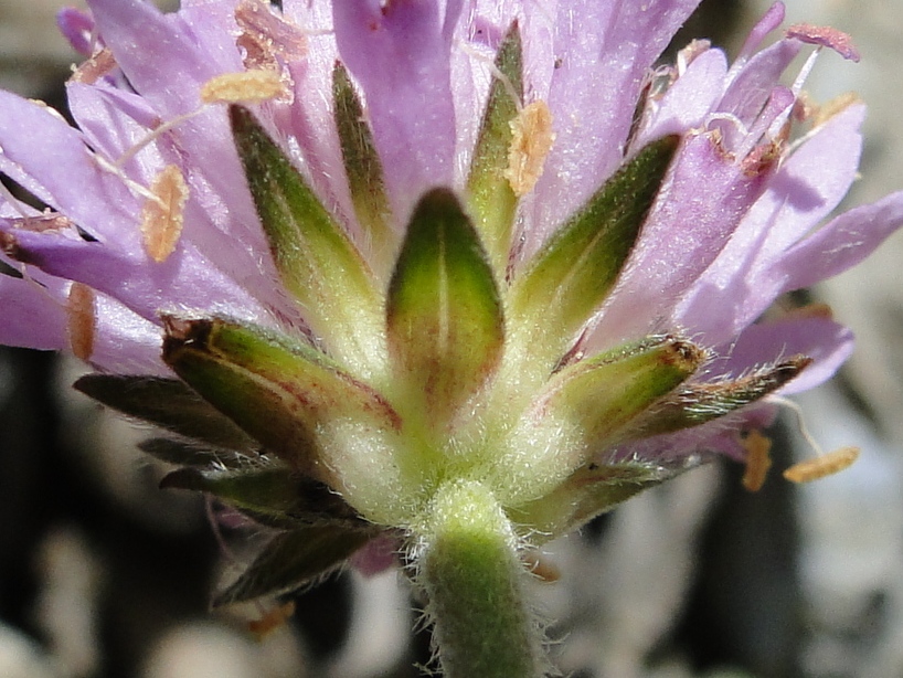 Knautia baldensis / Ambretta del Monte Baldo